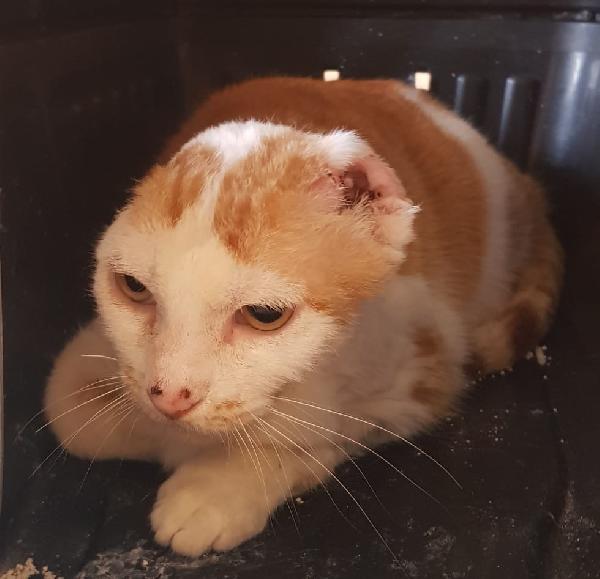 Angelina, Adozione Del Cuore!